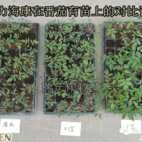[試驗(yàn)]綠力海康能有效促進(jìn)番茄苗根系生長(zhǎng)，提高苗的強(qiáng)壯性
