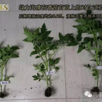 綠力海康在番茄育苗試驗(yàn)2—促生長(zhǎng)促開(kāi)花