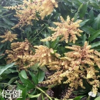 綠力倍健對(duì)芒果催花效果顯著