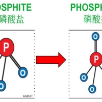 亞磷酸防菌抗菌作用機(jī)理