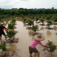 暴雨過(guò)後如何生產(chǎn)自救，這裡有你需要知道的