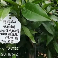 鎧佳矽為您的柑橘生長(zhǎng)保駕護(hù)航