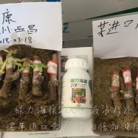 用綠力海康葡萄枝條爆發(fā)式生根
