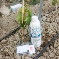 海施康+優(yōu)碳，葡萄幼苗定植生根實(shí)驗(yàn)