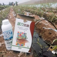 義大利綠力優(yōu)碳解決作物碳飢餓
