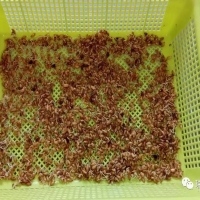 鎧佳矽水稻育苗對(duì)比試驗(yàn)