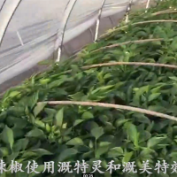 和縣辣椒使用溉特靈和溉美特效果佳（視頻）