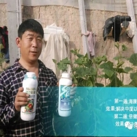 解決蔬菜爛頭——就用海康溉美特組合
