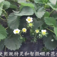 草莓使用溉特靈和智微硼開(kāi)花俏花序好(視頻)