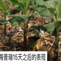 香蕉使用海普瑞，改善黃葉改善土壤狀況