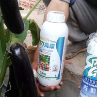 用綠力海康，茄子烏黑靚麗有光澤