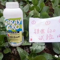 雲南菜農(nóng)使用鎧佳620，有效預防霜黴病
