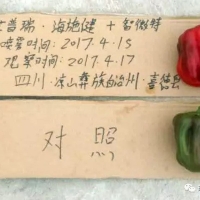 四川涼山海施健和智微特助辣椒轉(zhuǎn)色