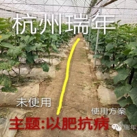 綠力套餐展神奇 黃瓜產(chǎn)量節(jié)節(jié)高