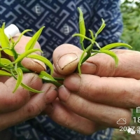 柑橘用海施康，枝頭萌發(fā)旺