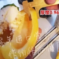 壽光菜農(nóng)使用瑞年進(jìn)口營(yíng)養(yǎng)套餐獲得好收成