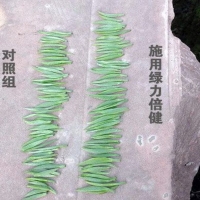 綠力倍健在茶葉上取得顯著效果