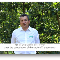 益膨達(dá)在義大利蘋果園的使用效果，促進(jìn)果實(shí)自然膨大，更優(yōu)品質(zhì)，更好色澤