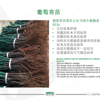 [GREEN SOLUTION]綠力海康的葡萄育苗的方法和效果