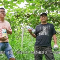 獼猴桃種植管理經(jīng)驗(yàn)分享