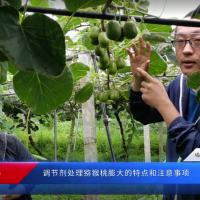 獼猴桃膨大階段管理和調(diào)節(jié)劑使用注意事項(xiàng)