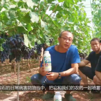 西昌葡萄種植管理經(jīng)驗(yàn)分享