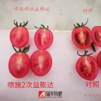 番茄使用益膨達(dá)取得顯著增重和轉(zhuǎn)色效果